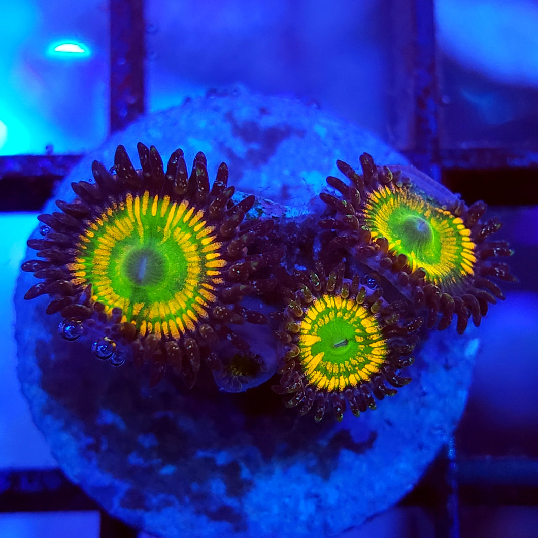 Sunny Ds Zoas