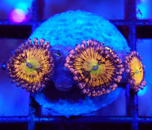 Halle Berry Zoas