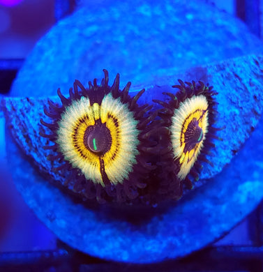 Petroglyph Zoas