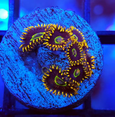 Rainbow Hornet Zoas