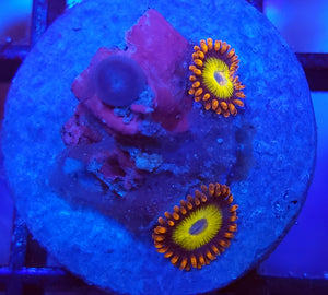 Blondie Zoas