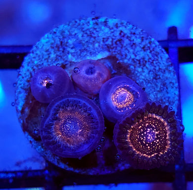 Pink Zipper Zoa Morphs