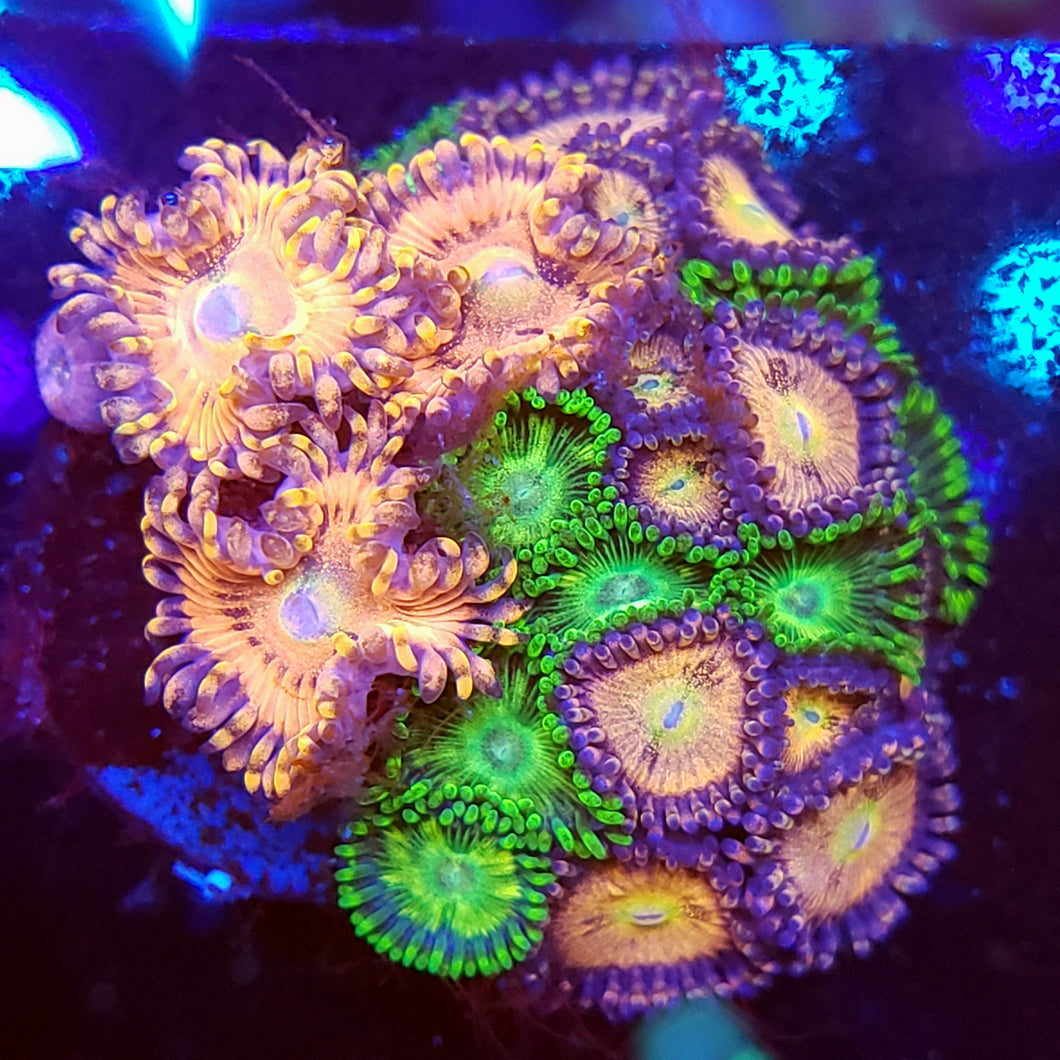 Zoa Trio Cluster