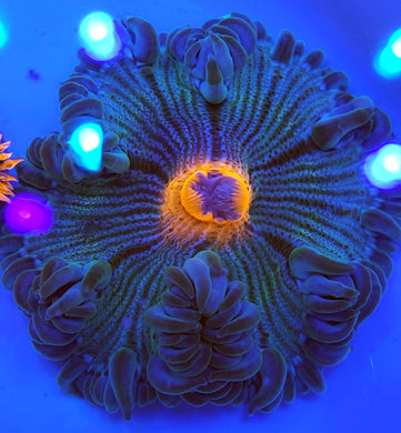 Pink Mouth Green Zebra Flower Anemone