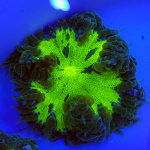 Ultra Green Splatter Flower Anemone