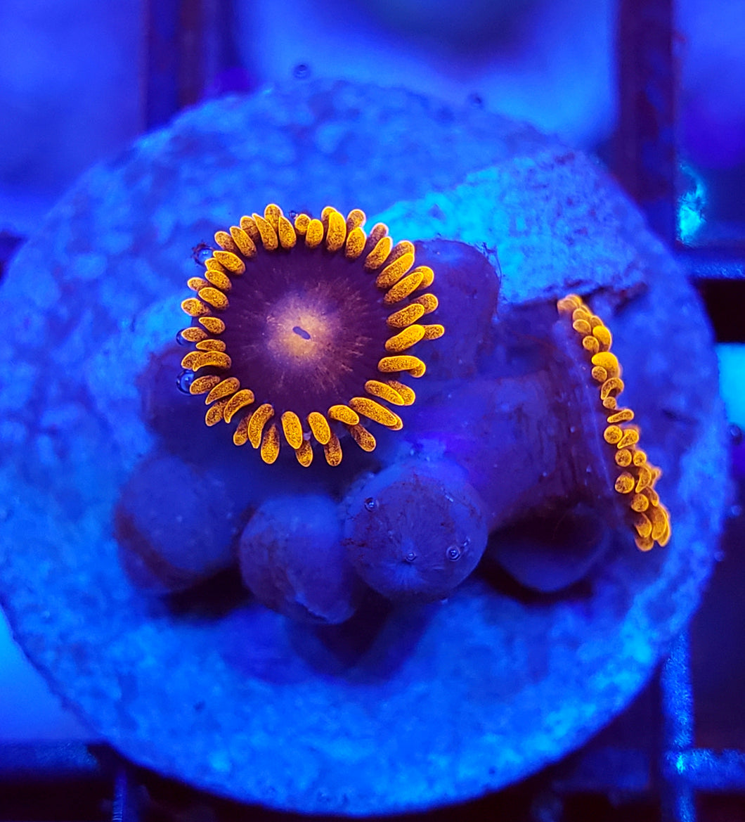 Spitfire Zoas