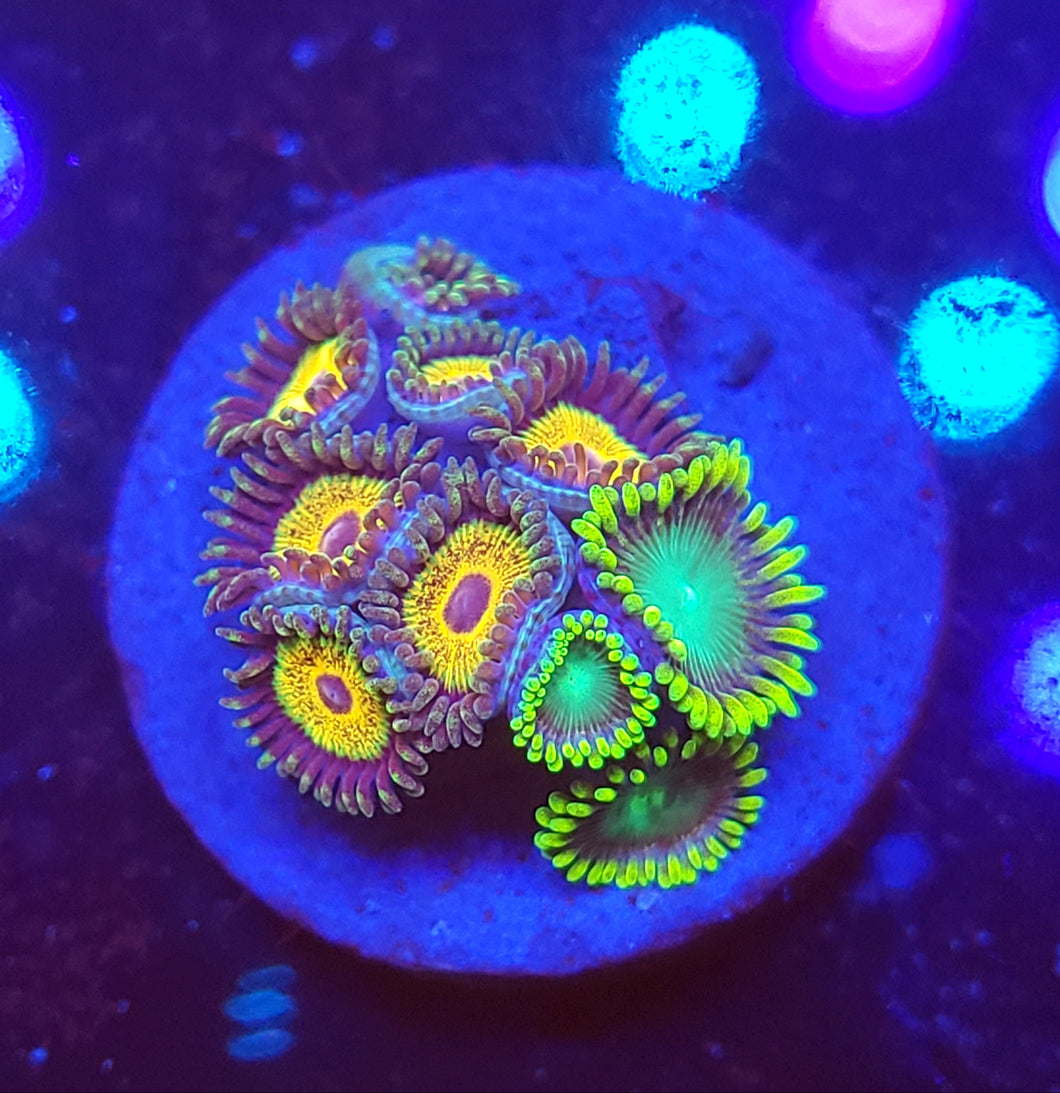 Marley Morph + Dragon eye Zoa Combo