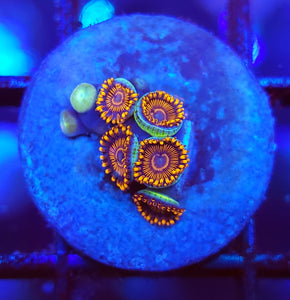 Twizzler Zoas