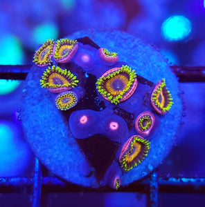 DragonBall Zoas