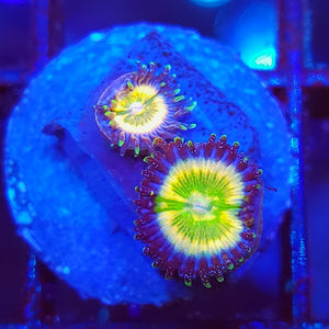 Tinkerbell Zoas