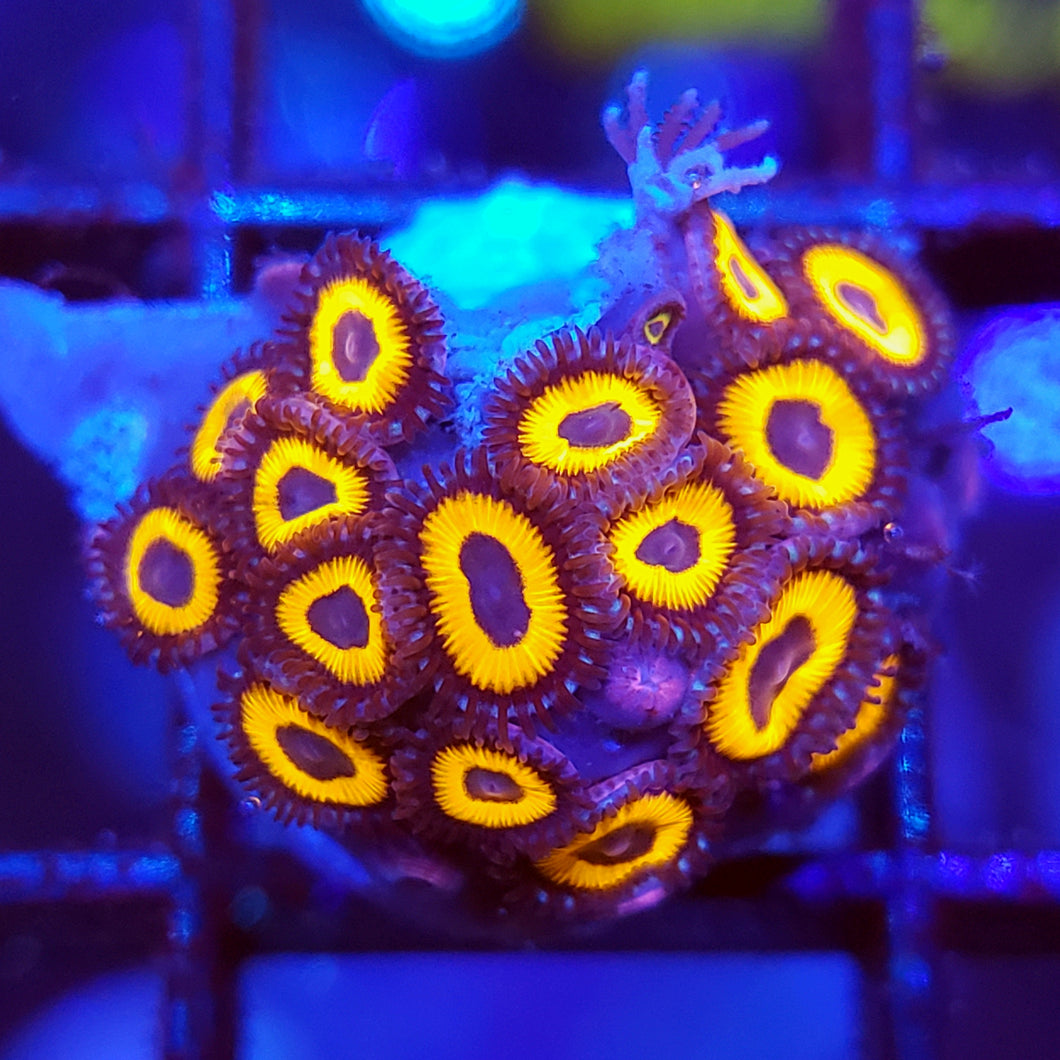 Tarzans Zoas