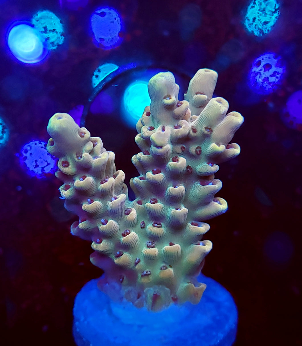 Pink Fusion Acro