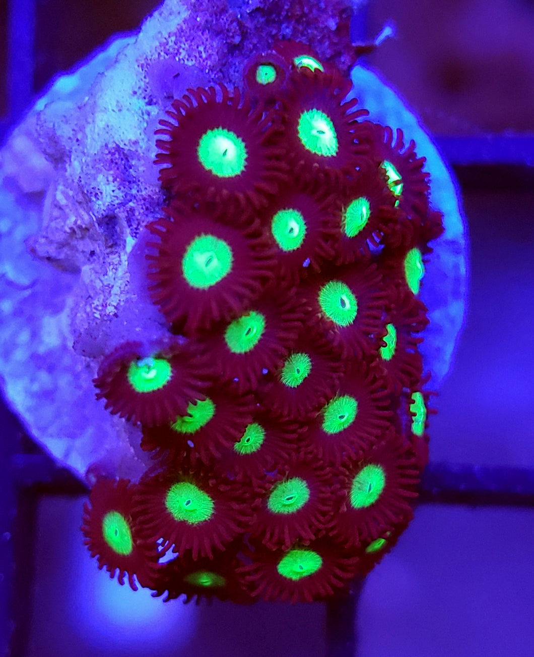 Meen Green Zoas
