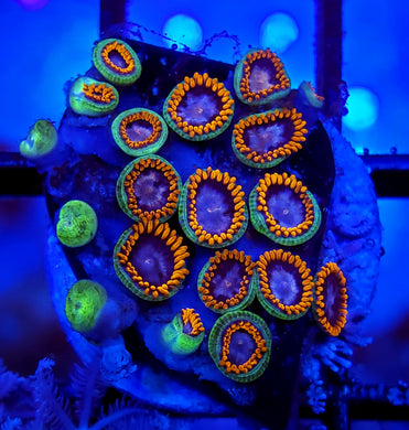 Alphaa & Omega Zoas