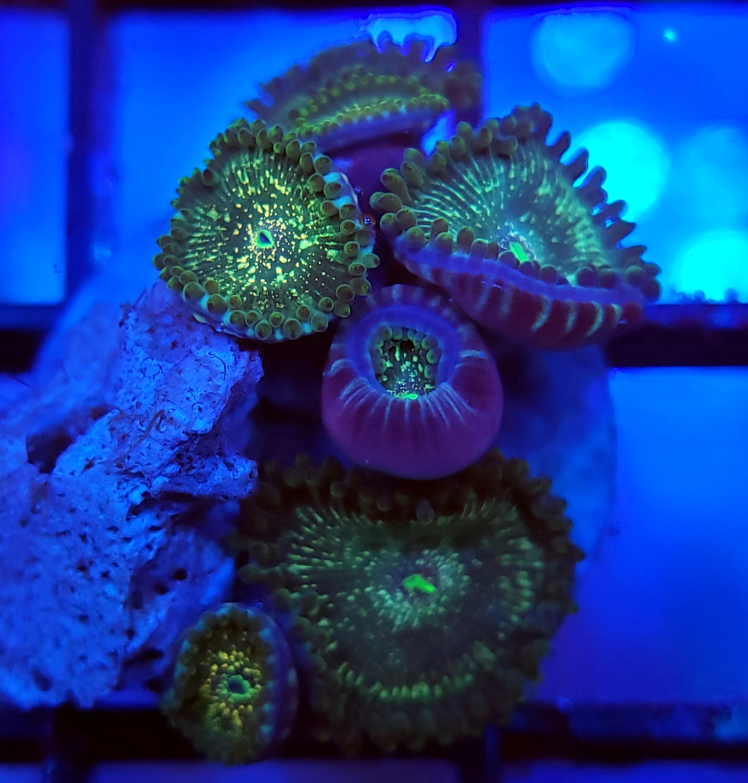 Hawaiian Sticky Punch Zoas