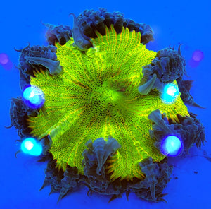 XL Ultra Neon Green Bullseye Flower Anemone