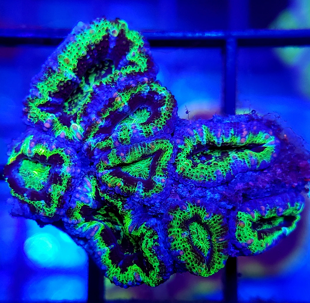 UFO Acan Chunk