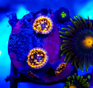 Utter Chaos Zoa Frag