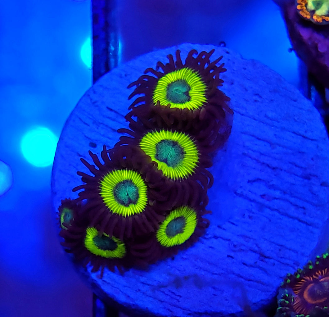 Vulcans Blood Zoas