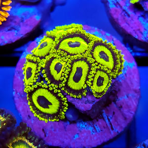 LA Laker Zoas