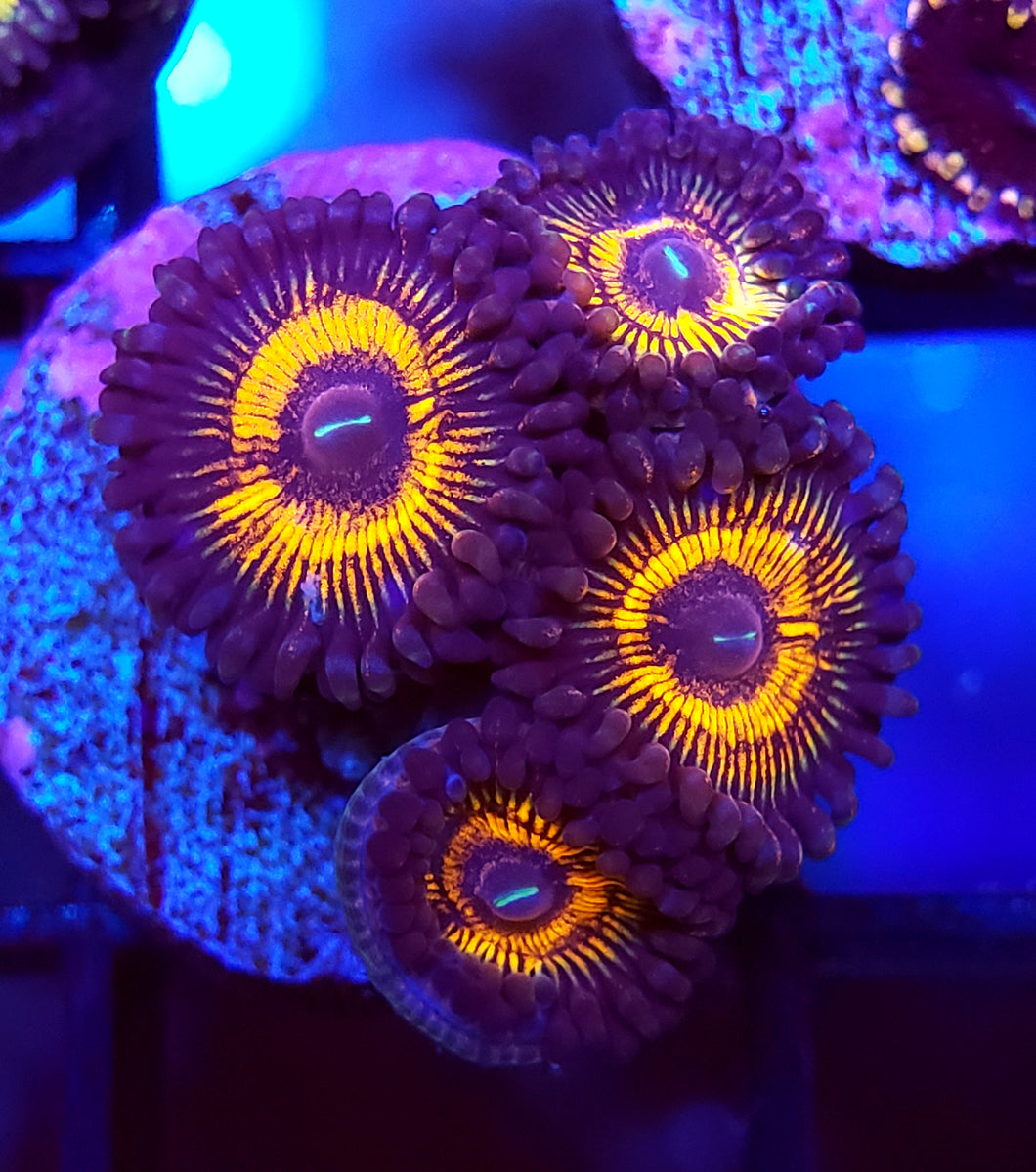 Armor Of God Zoas