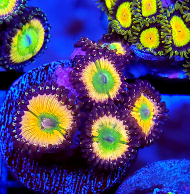 Rainbow Infusion Zoas