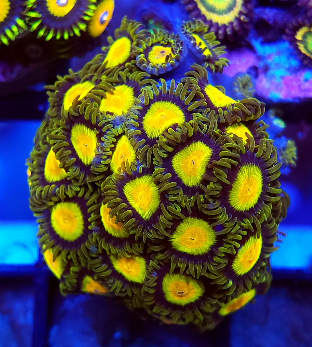 King Midas Zoas