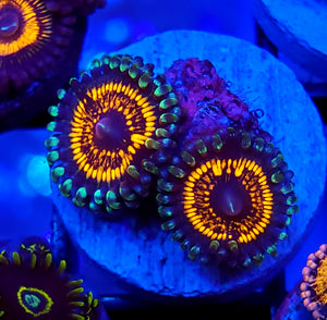 Tyree Armageddon Zoas