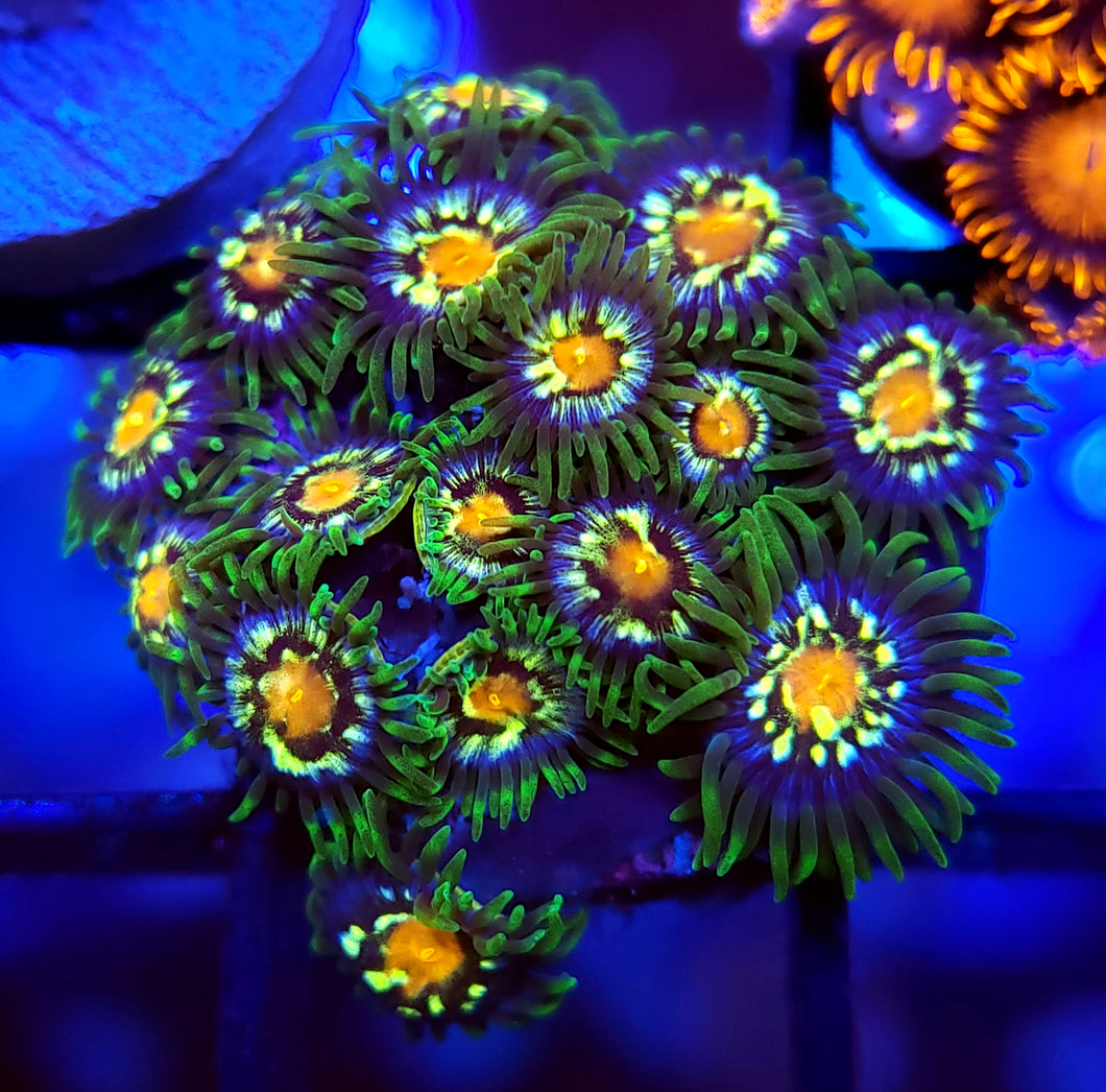 JF Stargazer Zoas