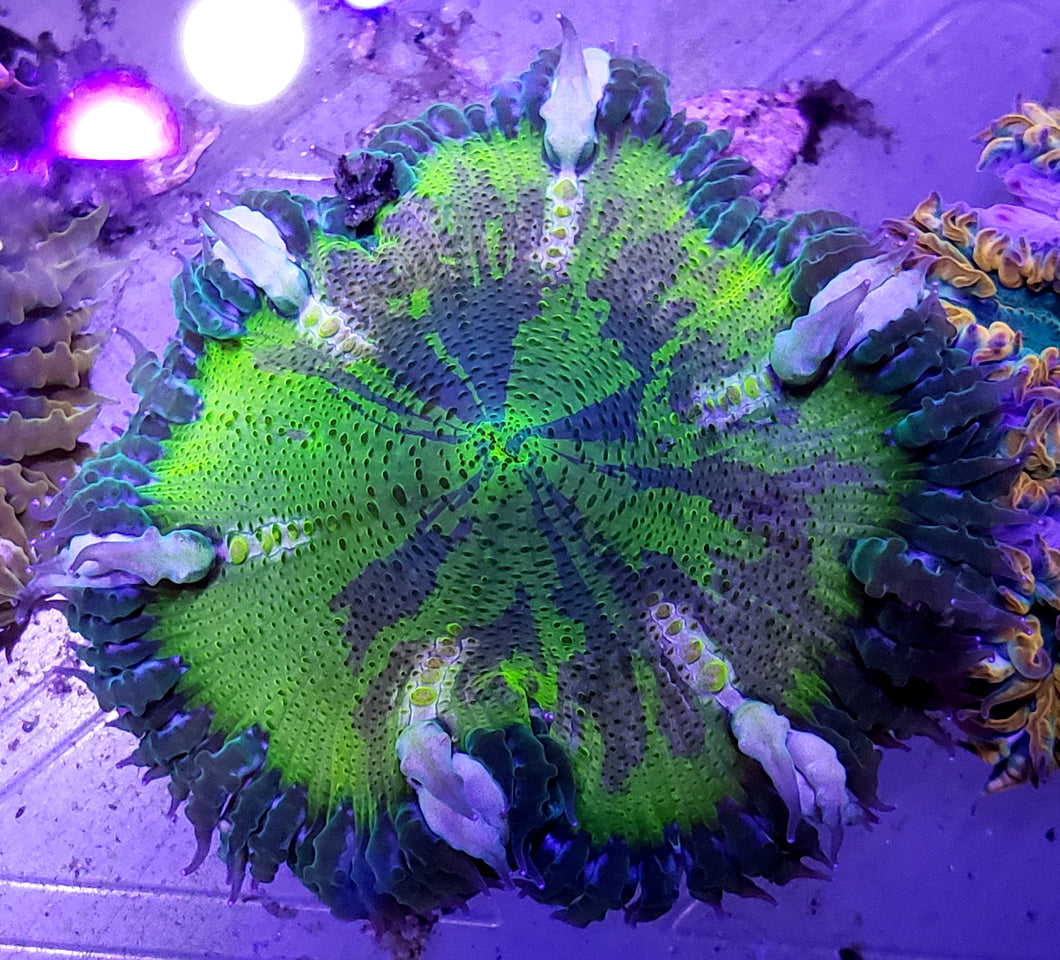 Kryptonite Bullseye Flower Anemone