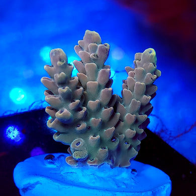 Pink Fusion Acro