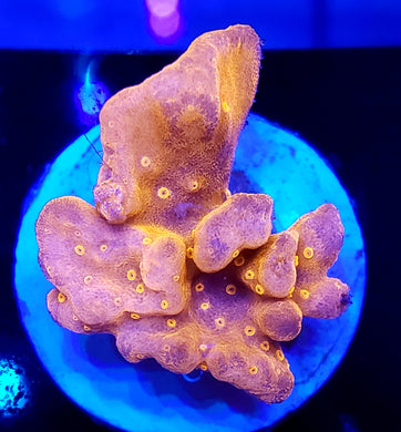 Pink Setosa Monti