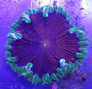 Neon skirt Ultra Red Flower Anemone