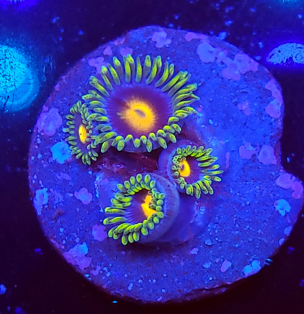 BlowPop Zoas