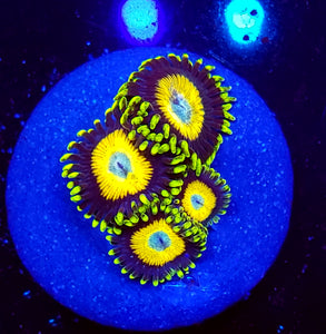 Scrambled Egg Zoas