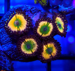 Rainbow Infusion Zoas