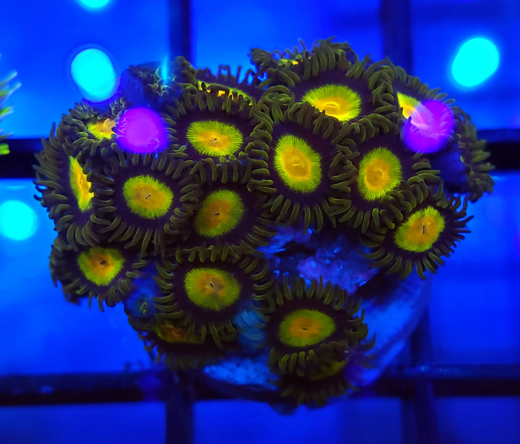 King Midas Zoas