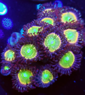 Rainbow Infusion Zoas