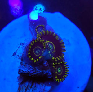 Blue Hornet Zoas