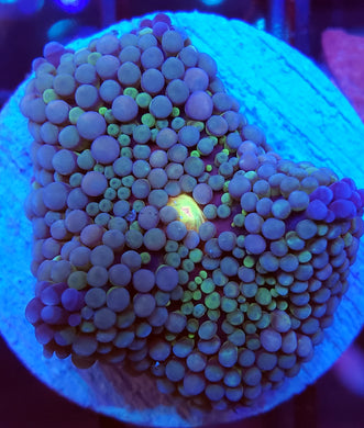 Pink Base Baby Blue Ricordea Mushroom