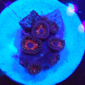 Bloodsport Zoas