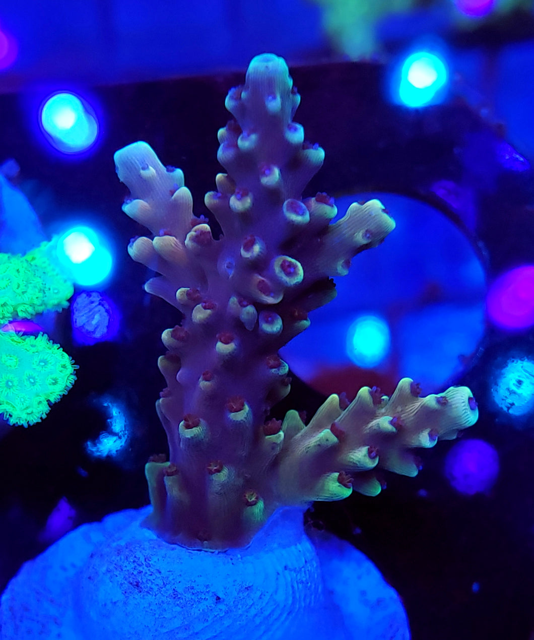 Pink Cadillac Acro