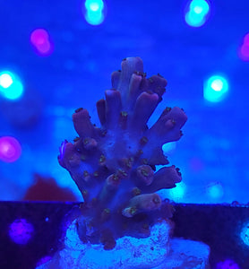 Red Planet Type Acro
