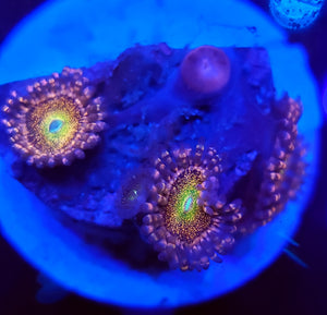 Pink Mohawk Zoas