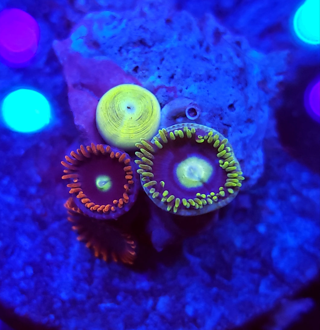 Unknown Blue & Red Zoa Combo Disk