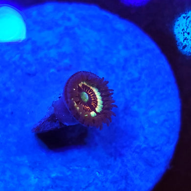 Petroglyph Zoa