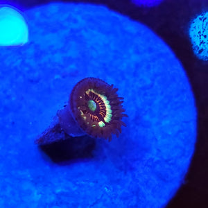 Petroglyph Zoa