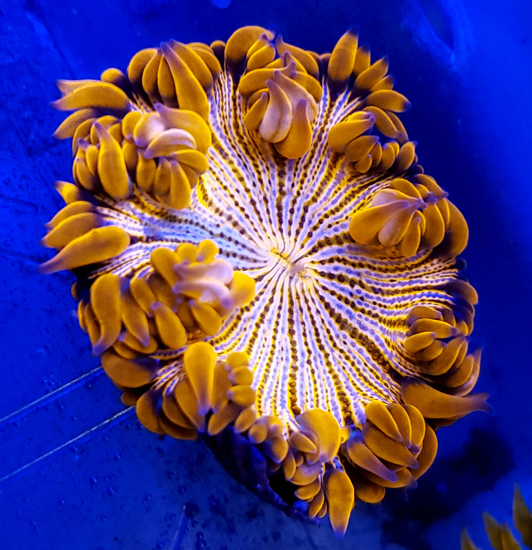 Ultra Red Pinstripe Zebra Flower Anemone