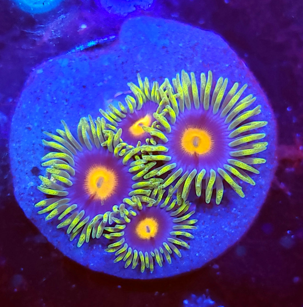 BlowPop Zoas