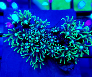 Matting Green Star Polyps